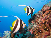 Picture 'Palau1_1_00665 Heniochus Acuminatus, Longfin Bannerfish, Pennant Coralfish, Palau'